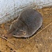 Ticul’s Desert Shrew - Photo (c) Bill Levine, all rights reserved, uploaded by Bill Levine