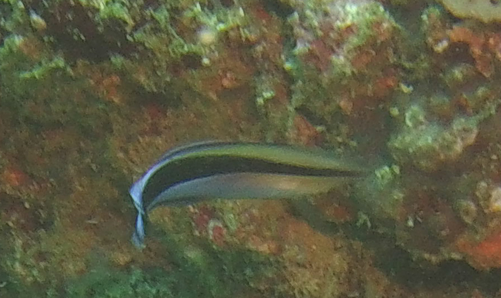 Bluestreak Cleaner Wrasse