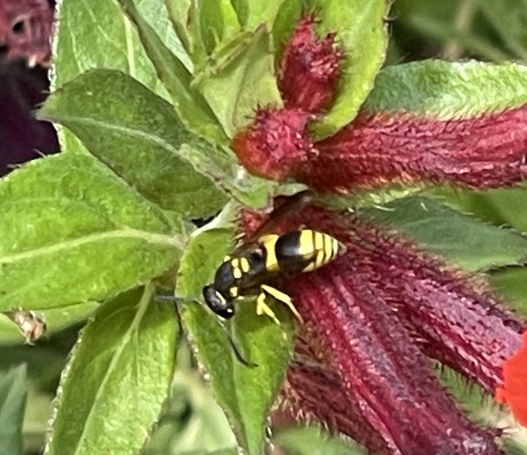 European tube wasp from Glenwood Gardens, Woodlawn, OH, US on October