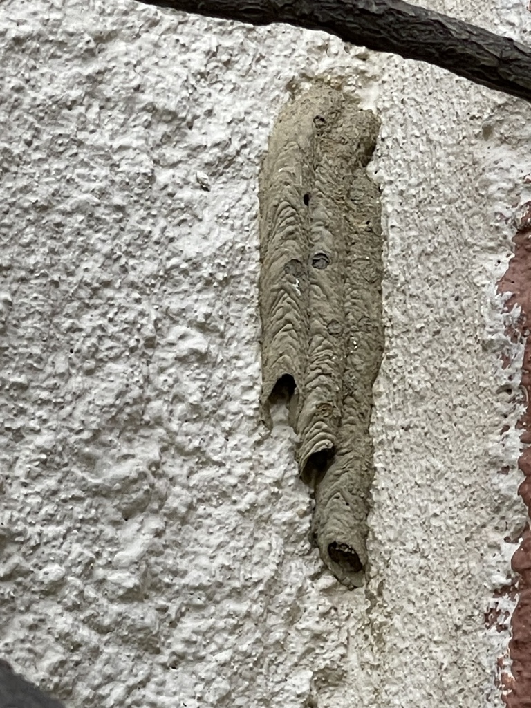 Organ-pipe Mud-dauber Wasp from Cincinnati Zoo & Botanical Garden ...