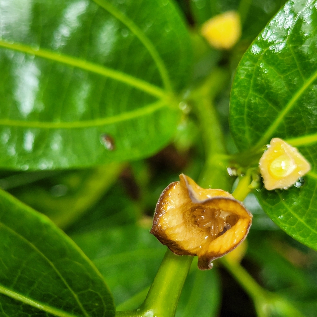 Thottea duchartrei from F8FX+V3X, Kalarcode, Pazhaveedu, Alappuzha, Kerala 688009, India on