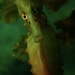 Observation photo
