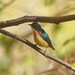 Fire-breasted Flowerpecker - Photo (c) David Beadle, all rights reserved, uploaded by David Beadle