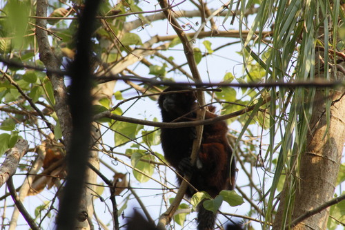Río Beni Titi (Plecturocebus modestus) — Endangered Mammalia