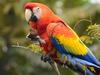 Scarlet Macaw - Photo (c) Luz Marina Zuluaga Gomez, all rights reserved, uploaded by Luz Marina Zuluaga Gomez