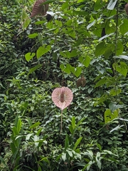 Aristolochia grandiflora image