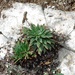 Plantago coronopus macrorhiza - Photo (c) Daniel PAVON, todos los derechos reservados, subido por Daniel PAVON