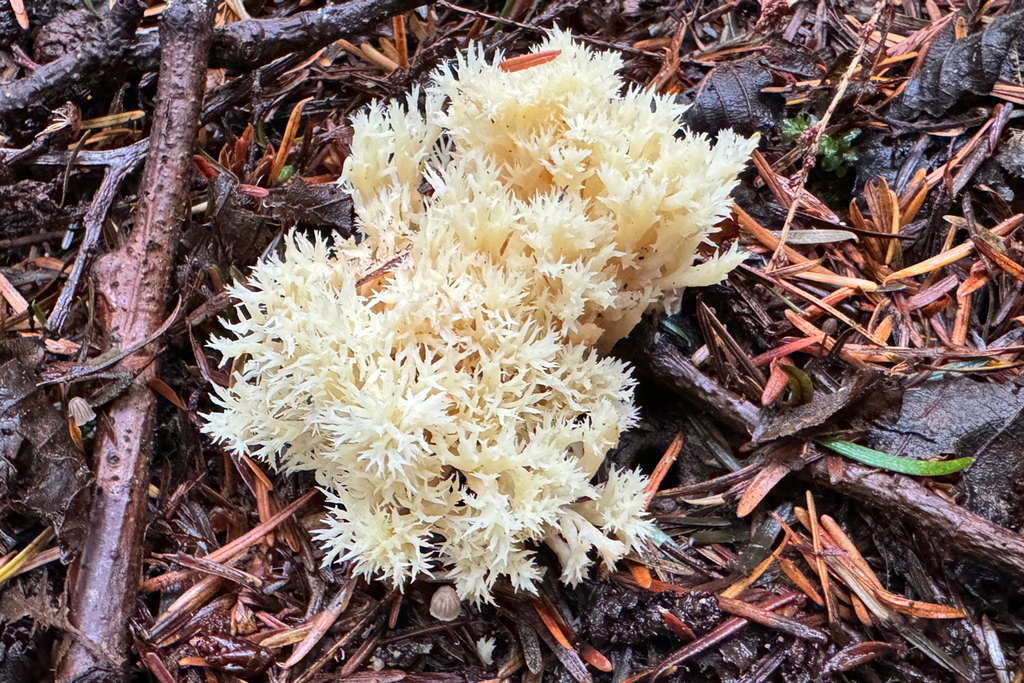 White Coral Fungus From Island County WA USA On October 25 2023 At   Large 