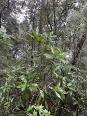 Magnolia poasana image