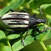 Diaprepes Root Weevil - Photo (c) Jay L. Keller, all rights reserved, uploaded by Jay L. Keller