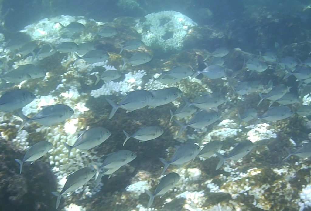 Bigeye Trevally