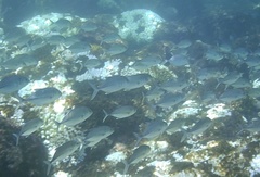 Bigeye Trevally