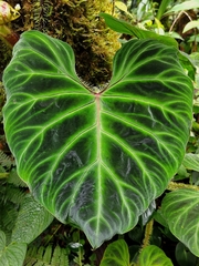 Philodendron verrucosum image