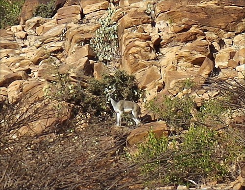 Klipspringer