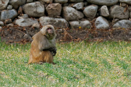 Rhesus Macaque