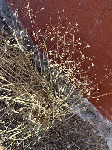 Sand Ricegrass