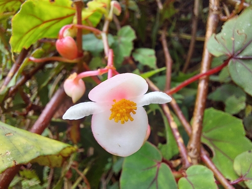 Begonia meyeri-johannis