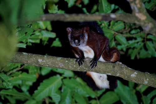 Yunnan Giant Flying Squirrel (Petaurista yunanensis) — Data Deficient Mammalia