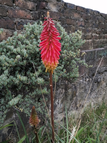 Kniphofia image