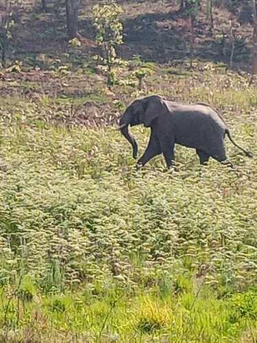 African Savanna Elephant