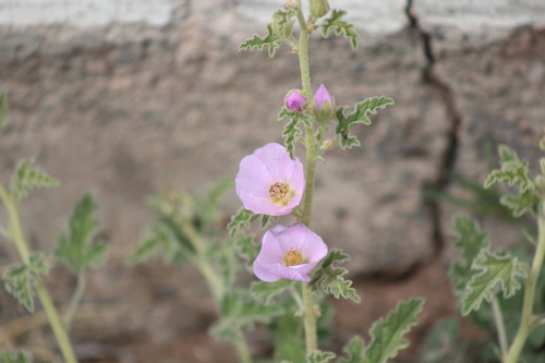Sphaeralcea ambigua var. rosacea