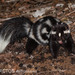 Eastern Spotted Skunk - Photo (c) Ben, all rights reserved, uploaded by Ben