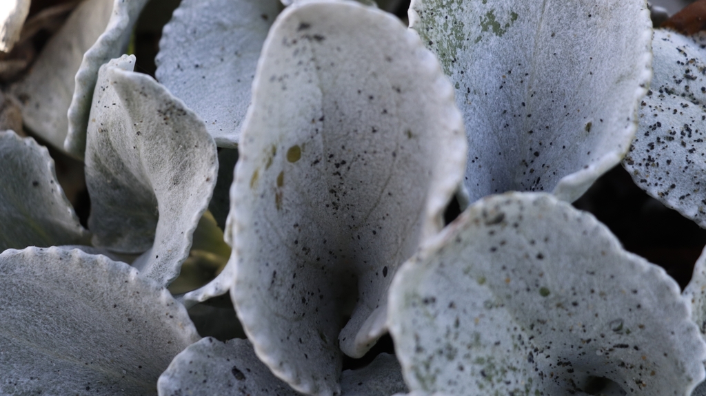 fancy leaf geranium seeds Geranium Seeds main image 1