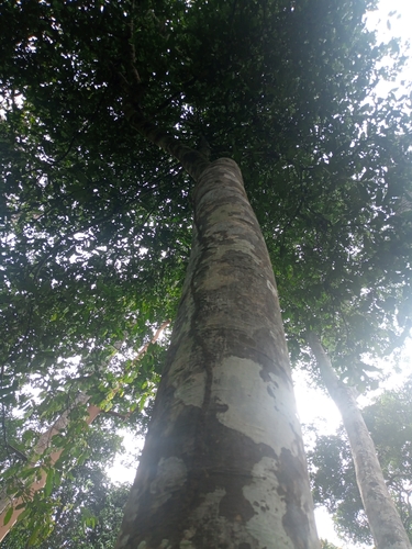 African yellow wood