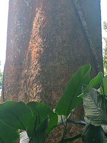 Bitter Bush Mango (Irvingia tenuinucleata)