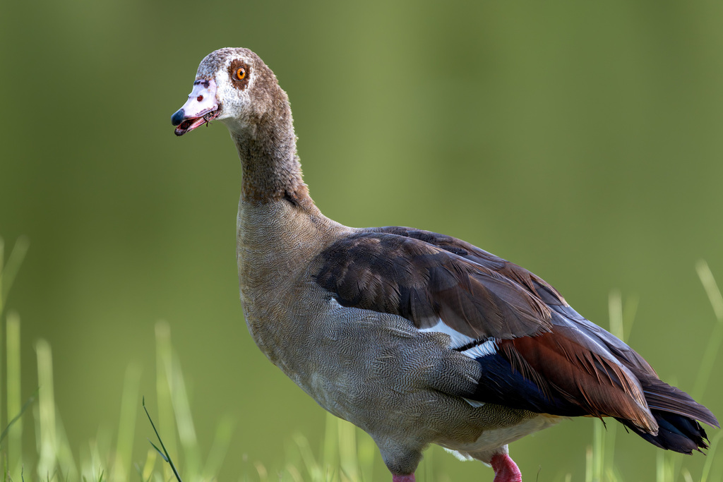 Egyptian Goose from Disston Heights, St.