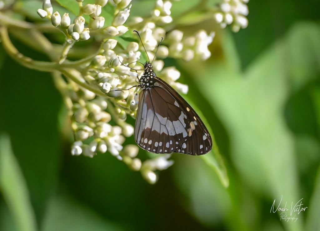 Mauritian Friar in July 2023 by Noah Victor. Amauris phoedon Amauris ...