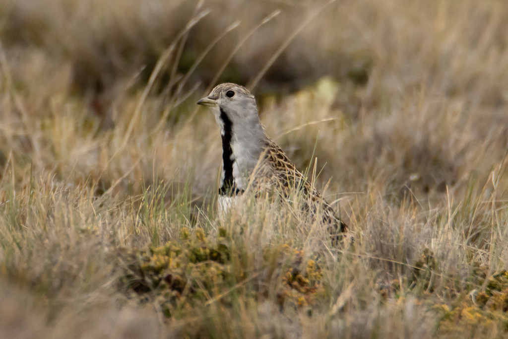 Least Seedsnipe photo