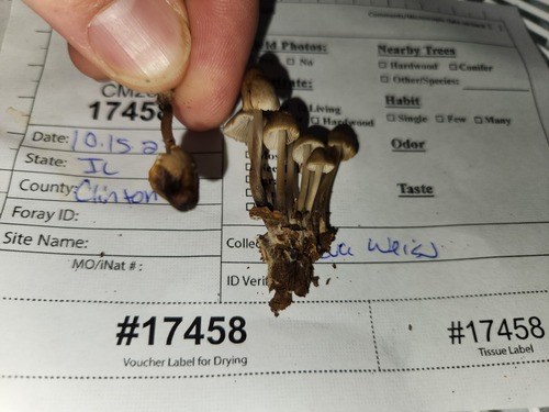 Mycena inclinata