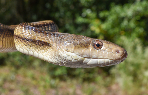 Eastern Ratsnake — photo 1