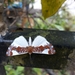 Mariposa Marcas de Metal Blanca - Photo (c) Angel Torres, todos los derechos reservados, subido por Angel Torres