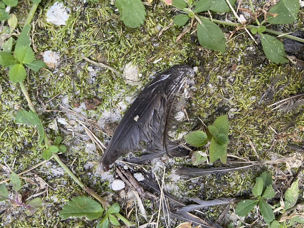 Perching Birds from University of Florida, Gainesville, FL, US on ...