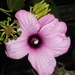 Hibiscus sororius - Photo 由 Marcos Silveira 所上傳的 (c) Marcos Silveira，保留所有權利