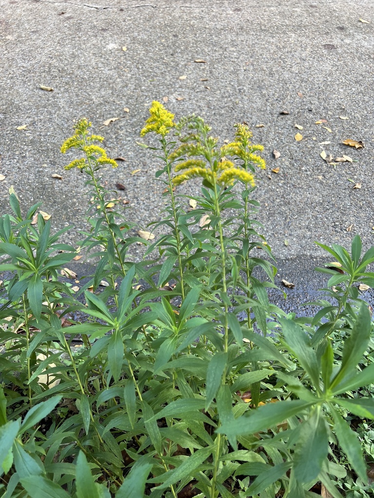 tall goldenrod from Sinclair Ave, Dallas, TX, US on October 26, 2023 at ...