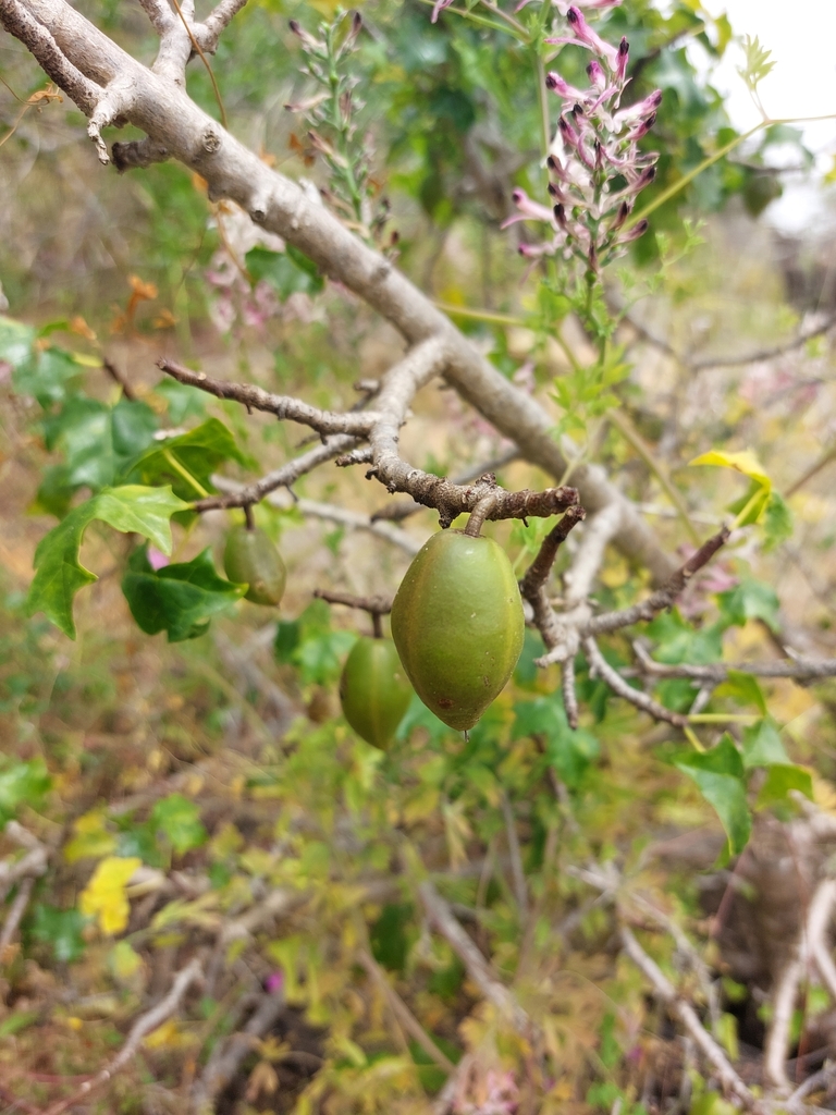 Papaya chilena