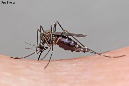 Aedes japonicus