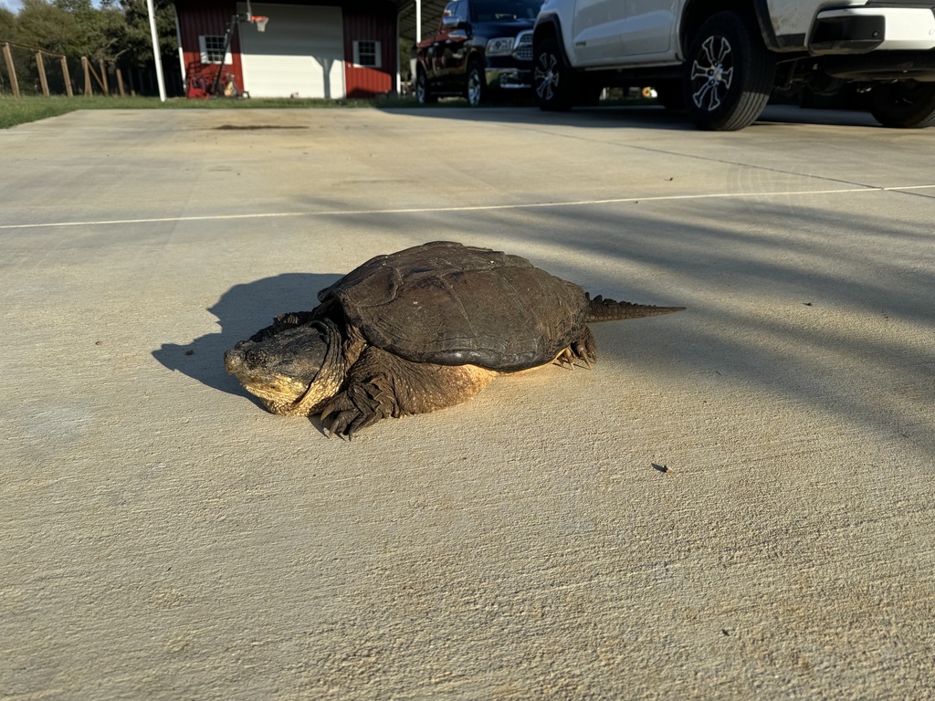 Common Snapping Turtle In October 2023 By Justin Pittman INaturalist   Large 