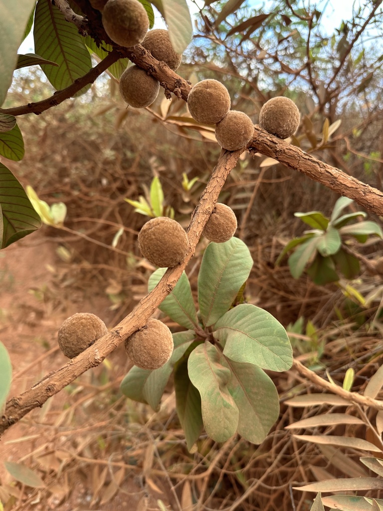 Pouteria torta · iNaturalist