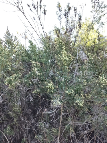 iNaturalist observation photo of coyote brush