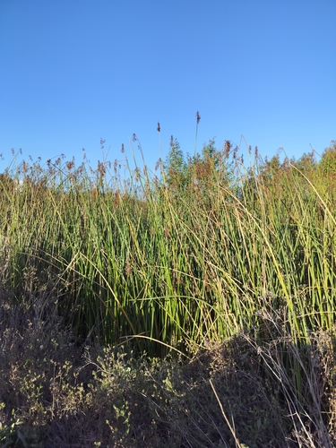 iNaturalist observation photo of California bulrush