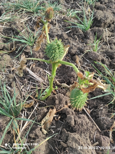 jimsonweed