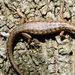 Green-bellied Tree Skink - Photo (c) Valentin Nemia, all rights reserved, uploaded by Valentin Nemia