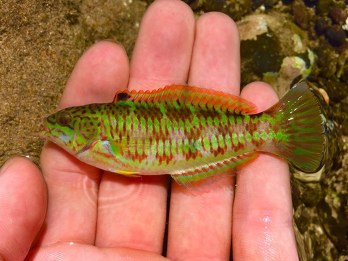 Christmas Wrasse
