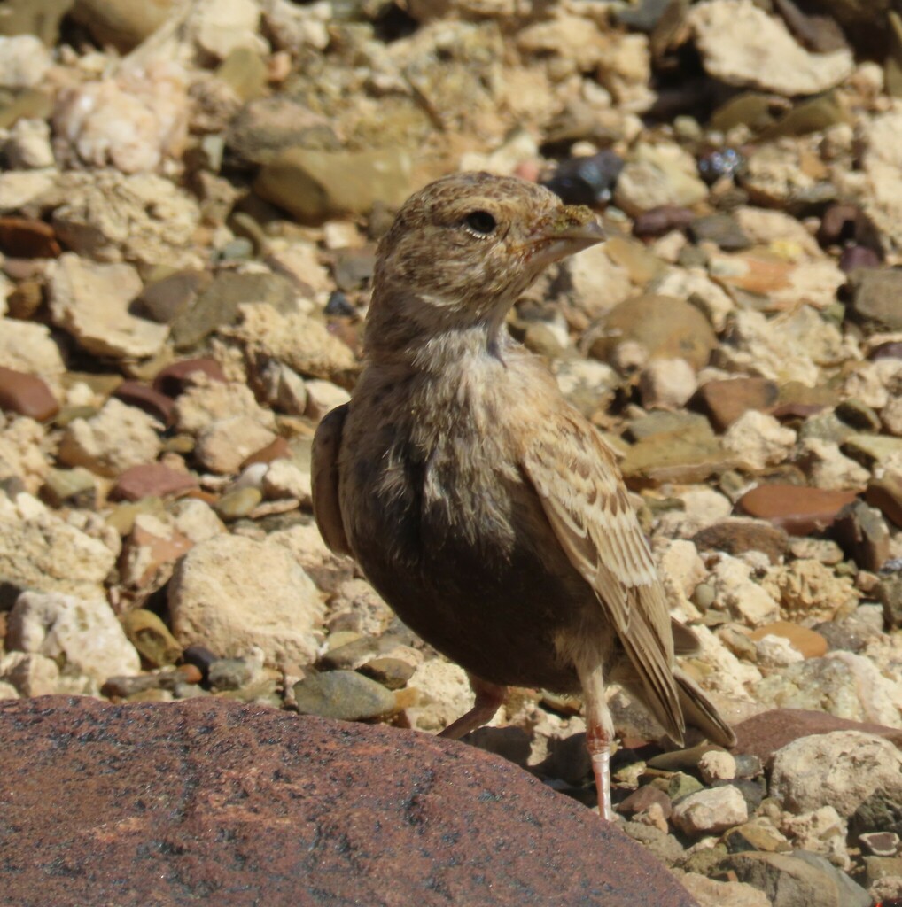 Grey-backed Sparrow-Lark from Thyskraal, Gibson familie trust on ...