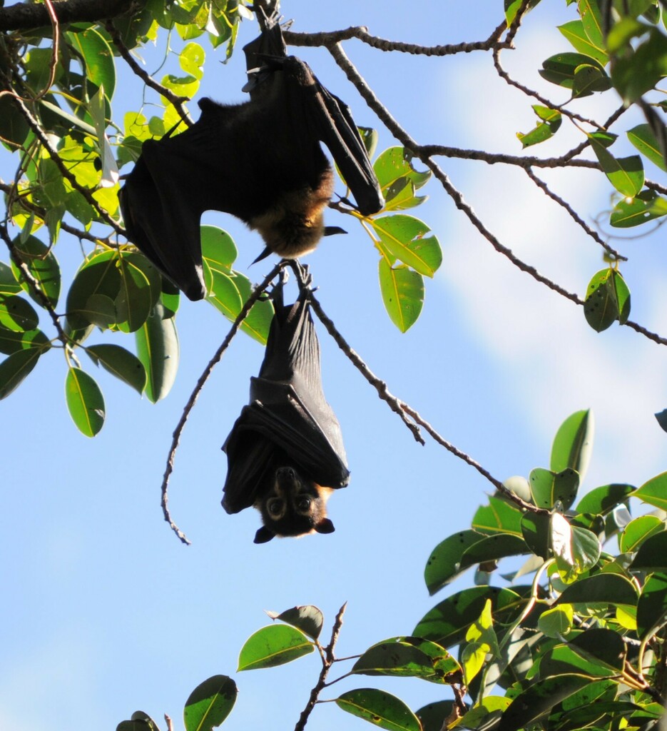 Spectacled Flying Fox from Cairns Queensland, Australien on July 15 ...