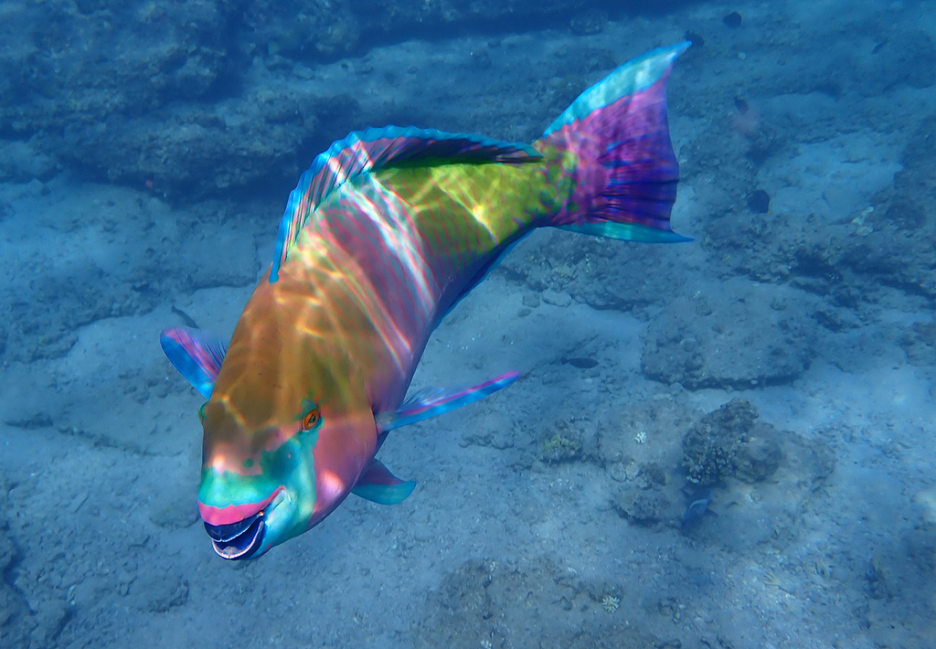 Rusty Parrotfish